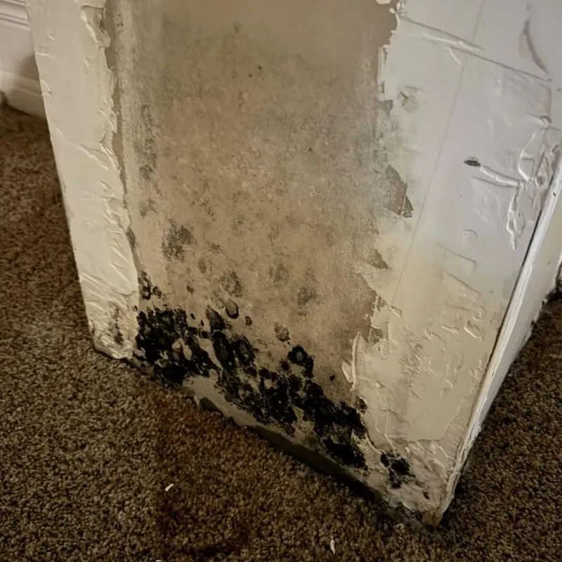 Professional Mold Removal in Farmersville, CA